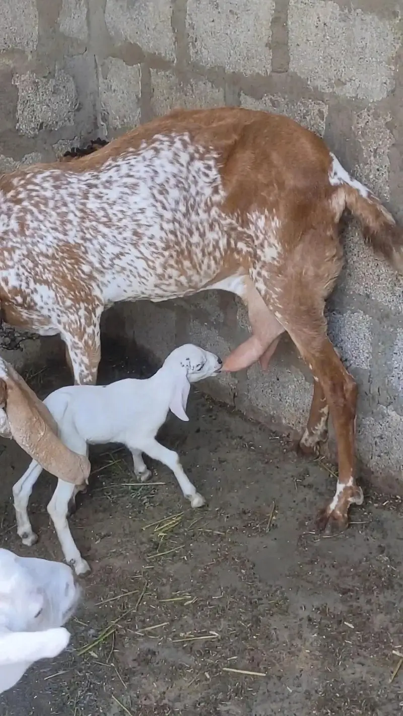 Makhi Cheni Bakri with Female kids. — photo 3