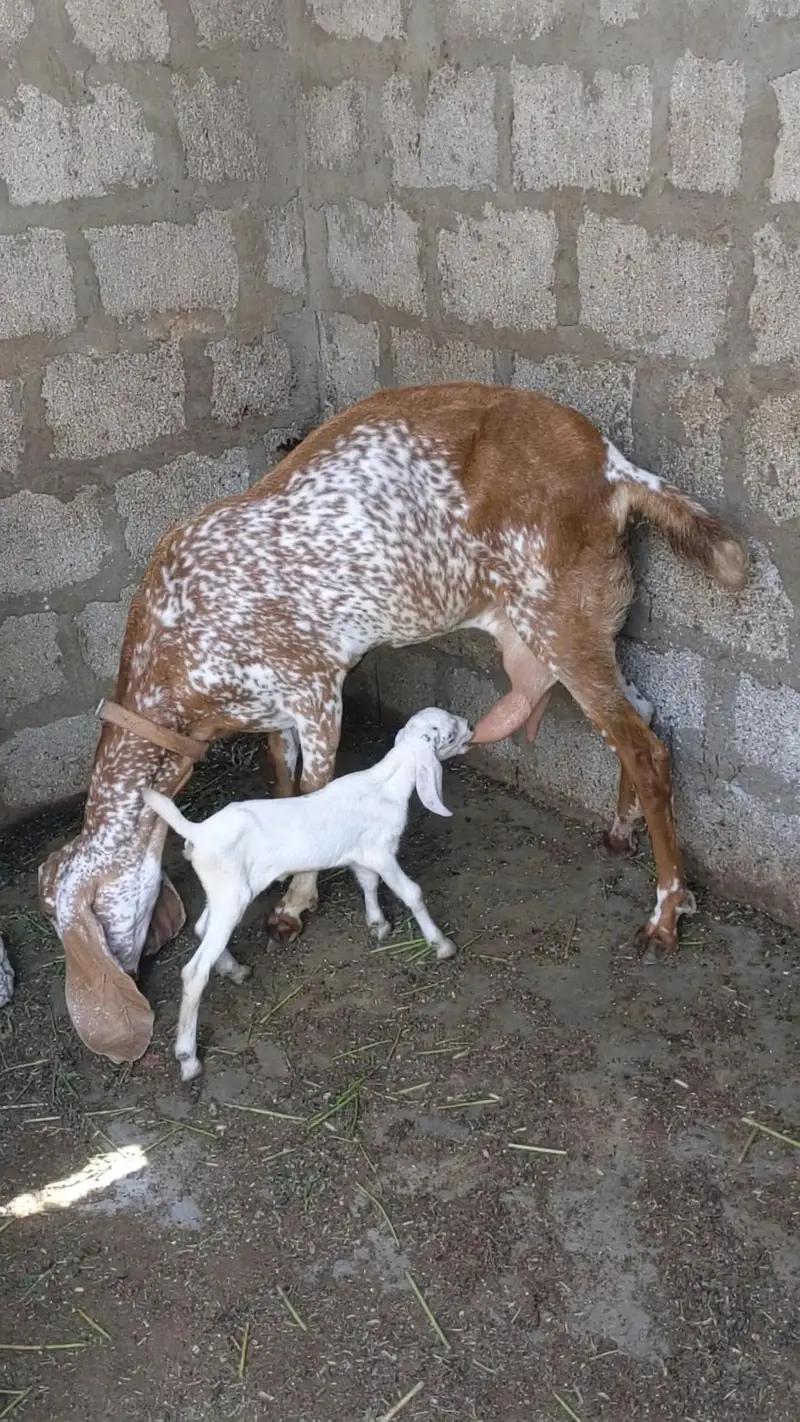 Makhi Cheni Bakri with Female kids. — photo 4