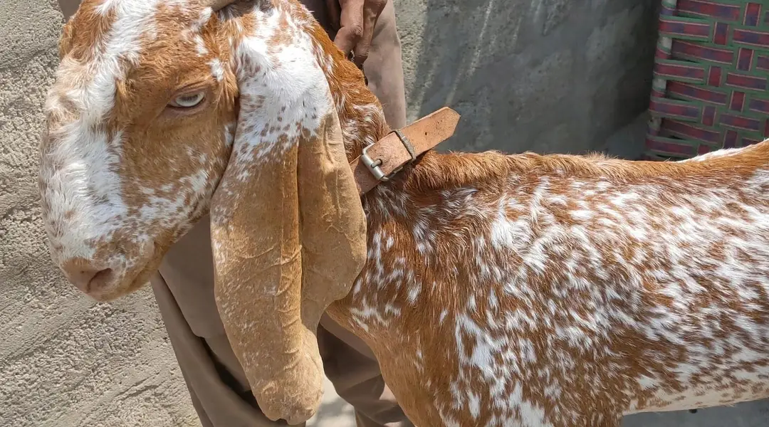 Makhi Cheni Bakri with Female kids. — photo 5