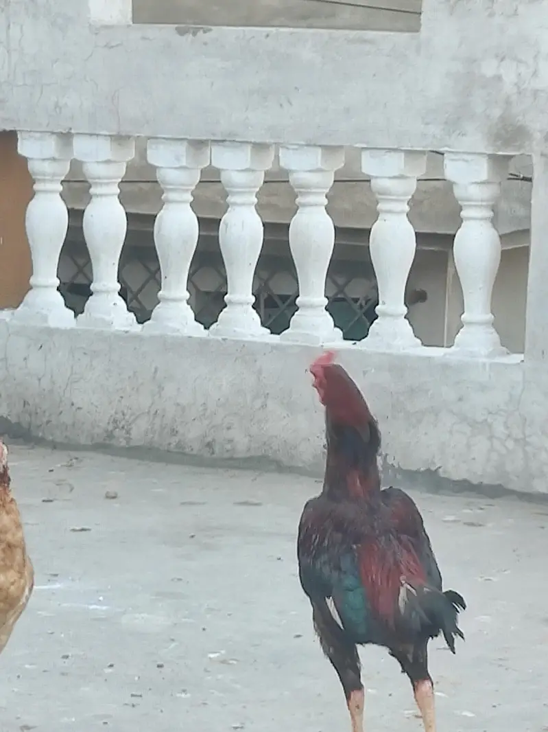 aseel heera and lakha eggs — photo 2