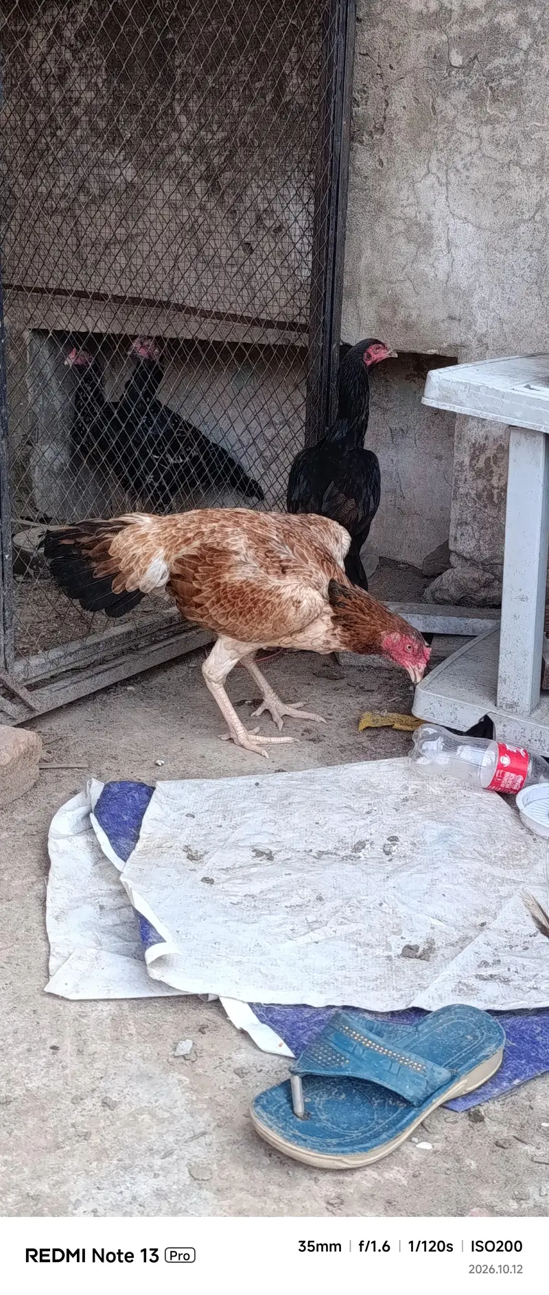 Pure Turkish Hint — photo 3