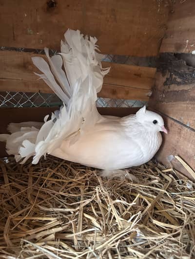 Indian fantail and sherazi