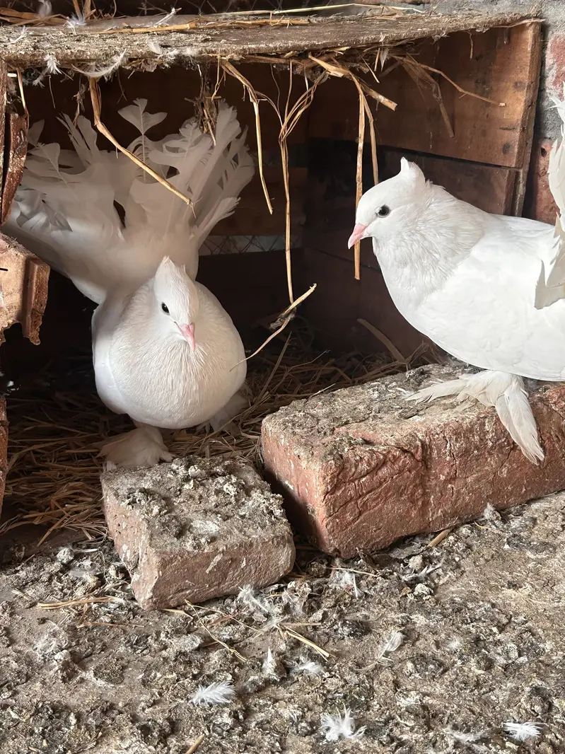 Indian fantail and sherazi — photo 2