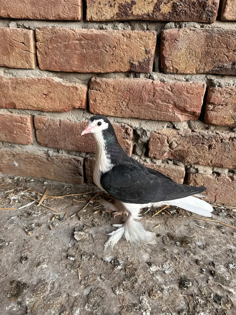Indian fantail and sherazi — photo 3