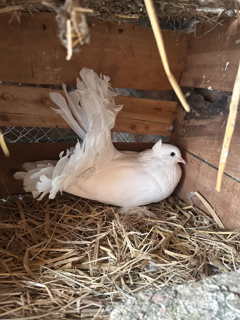 Indian fantail and sherazi — photo 4