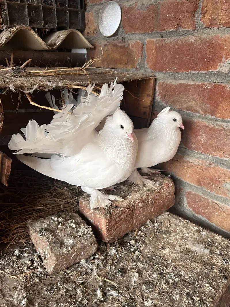 Indian fantail and sherazi — photo 5