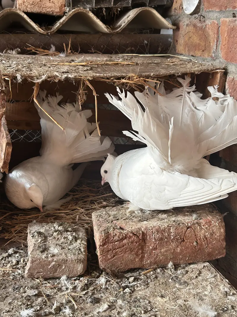 Indian fantail and sherazi — photo 6