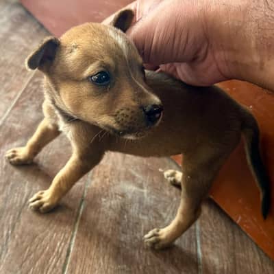High Quality Bull Terrier Puppies Pair / Best for Security and Home