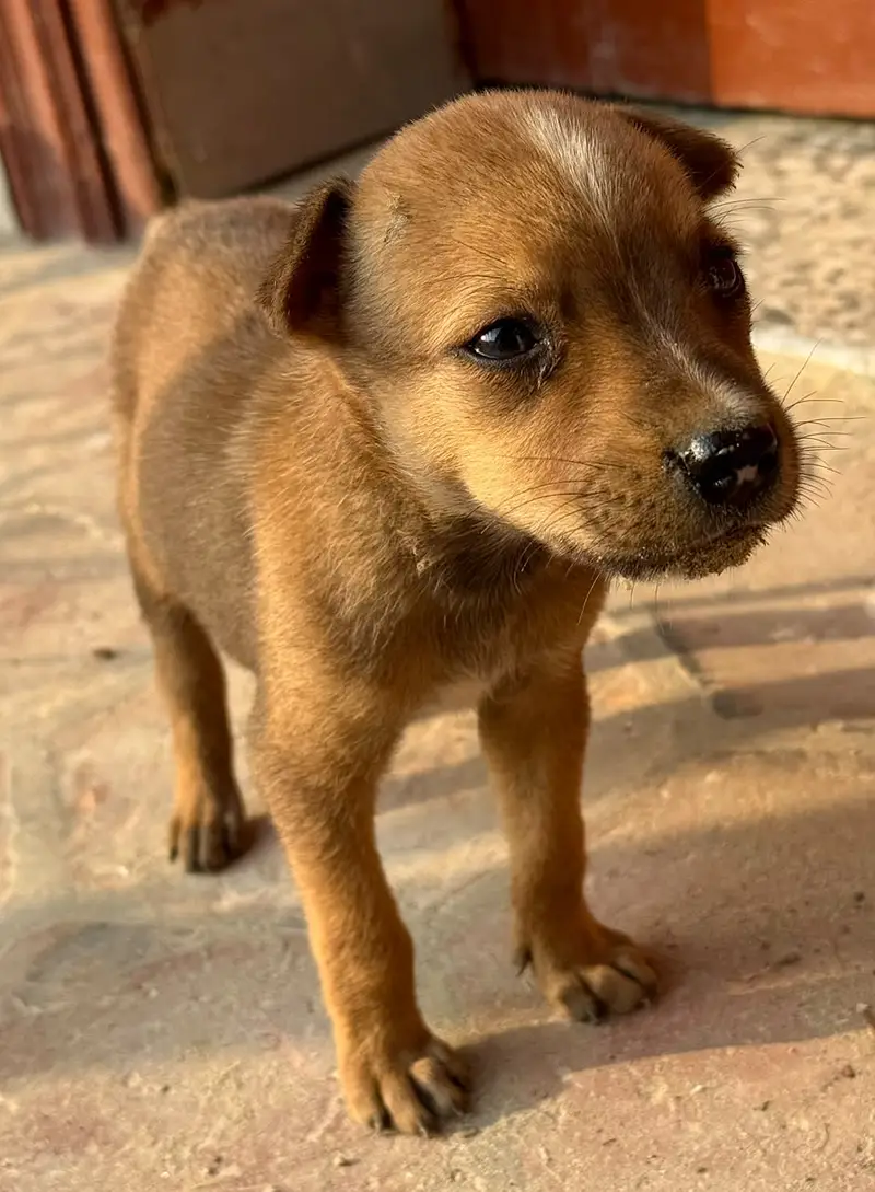 High Quality Bull Terrier Puppies Pair / Best for Security and Home — photo 2