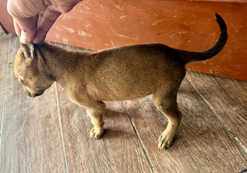 High Quality Bull Terrier Puppies Pair / Best for Security and Home — photo 3