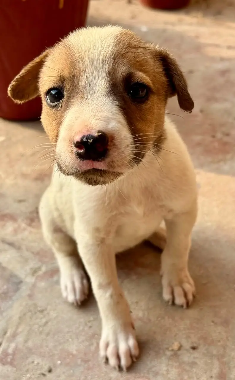 High Quality Bull Terrier Puppies Pair / Best for Security and Home — photo 6