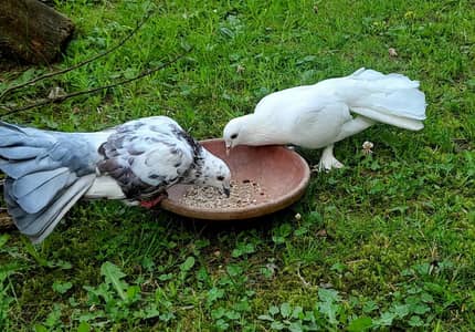 Beautiful Lakka pigeons