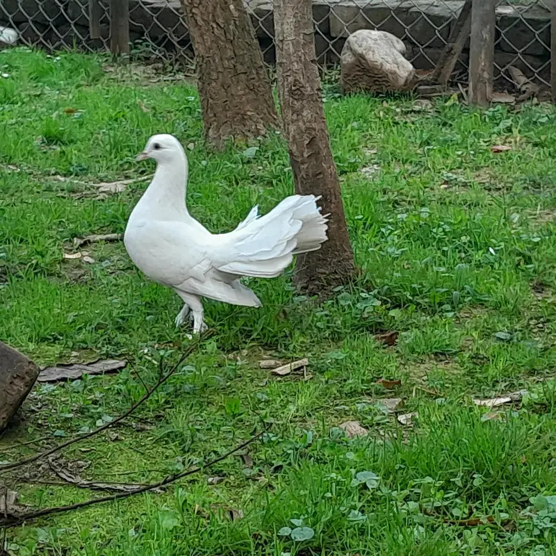 Beautiful Lakka pigeons — photo 2