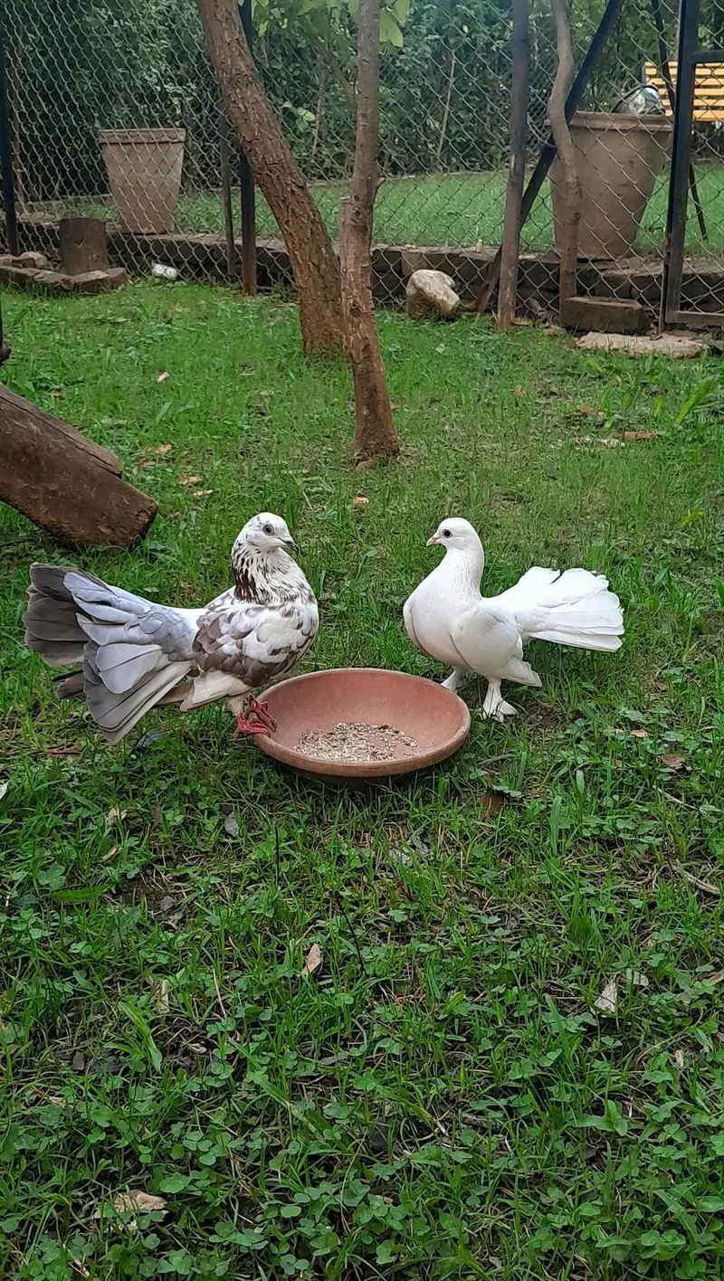 Beautiful Lakka pigeons — photo 3