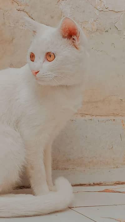 catts