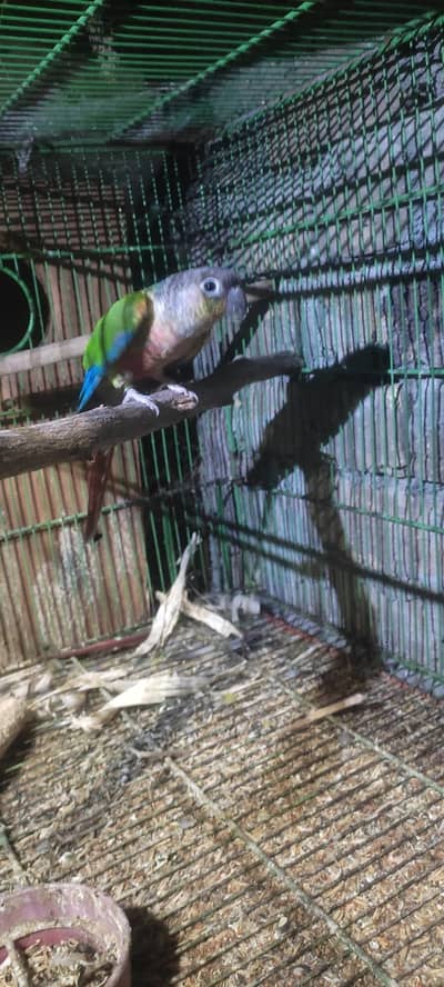 Male Conure looking for new shelter