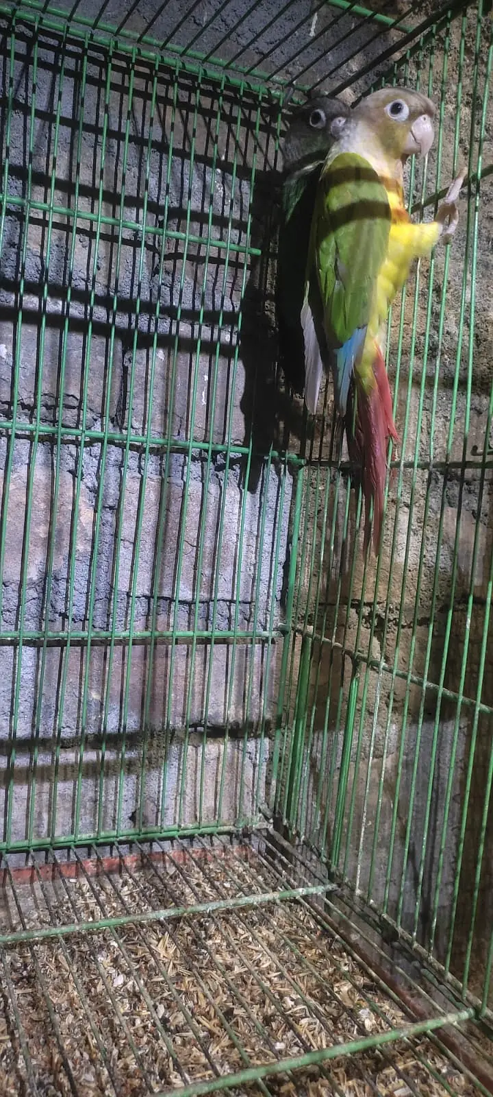 Male Conure looking for new shelter — photo 2