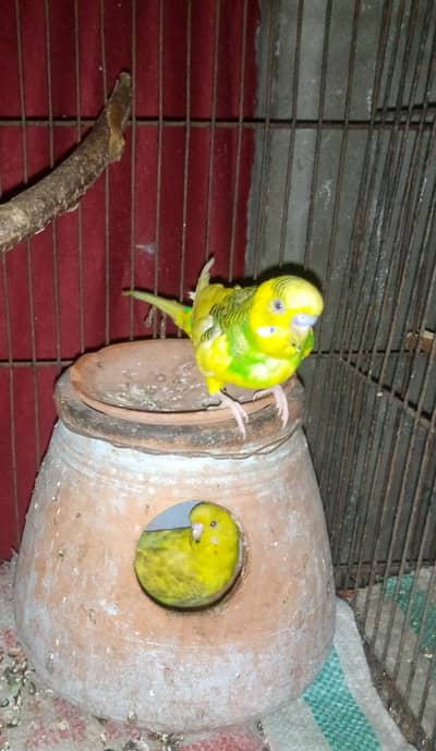 king size budgies breeder pair for sale.