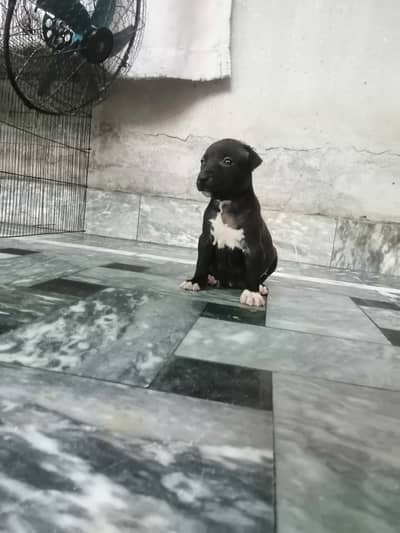 Pittbull female quality
