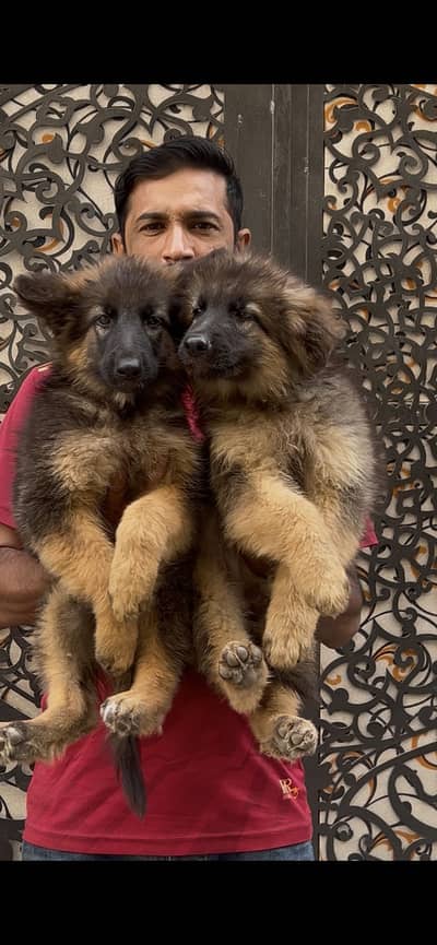 German shepherd pair