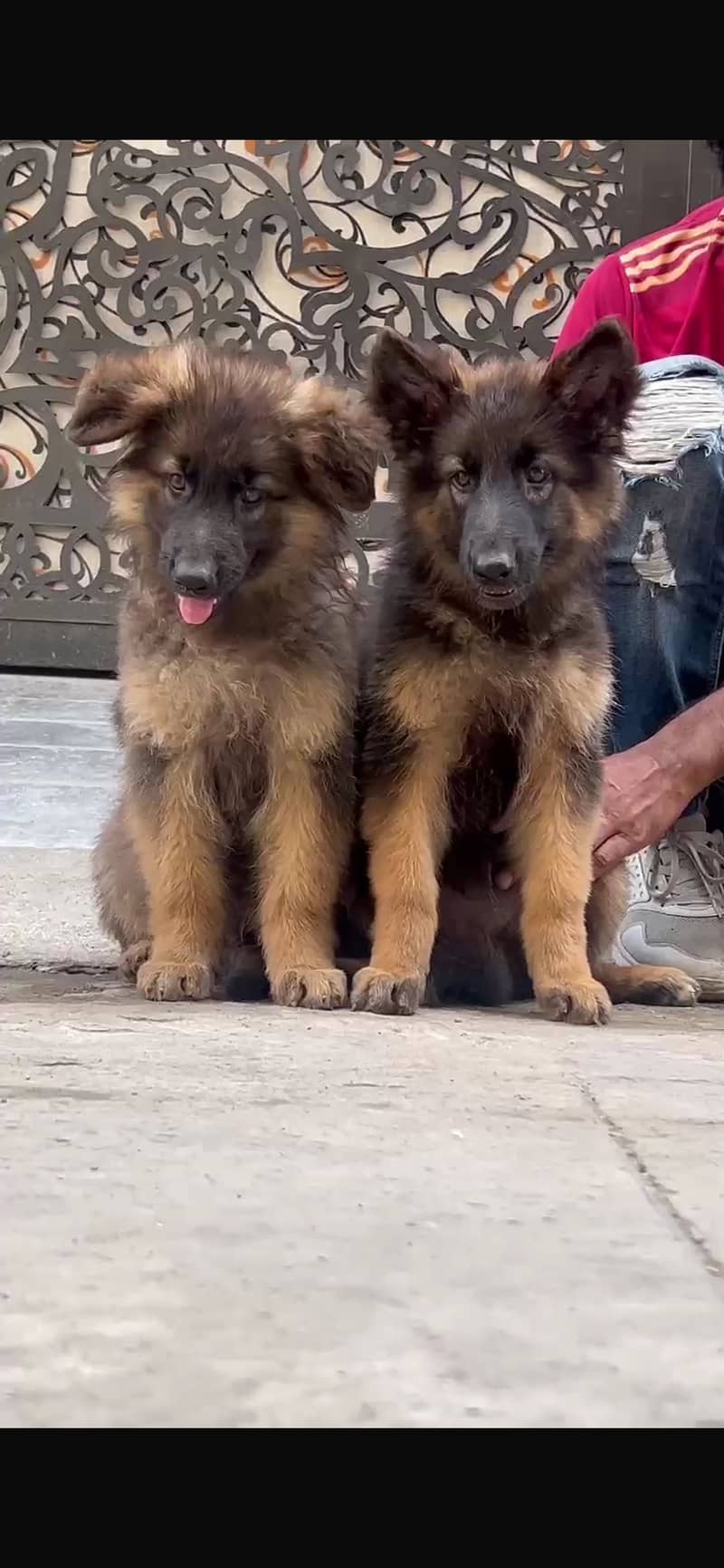 German shepherd pair 1