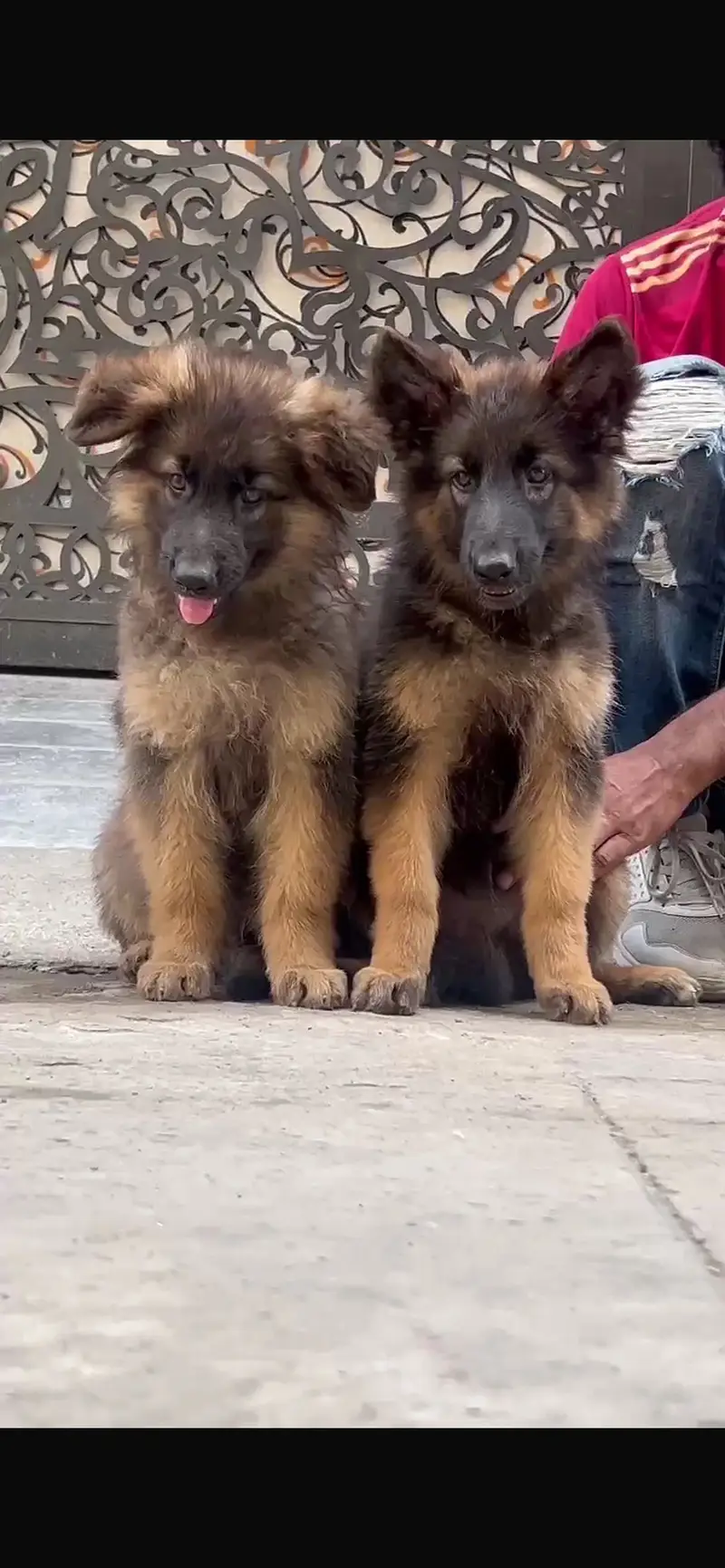 German shepherd pair — photo 2