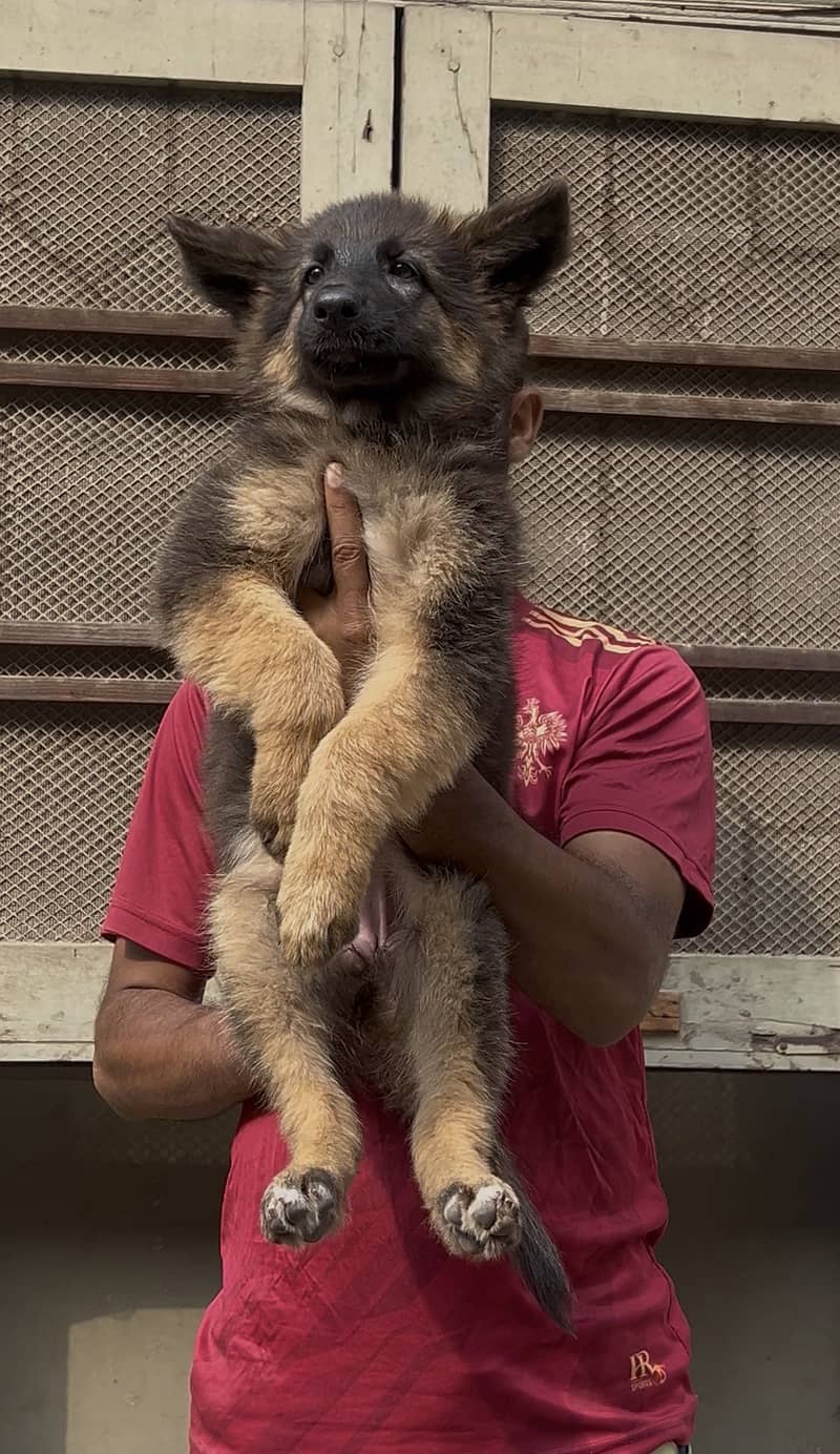 German shepherd pair 2