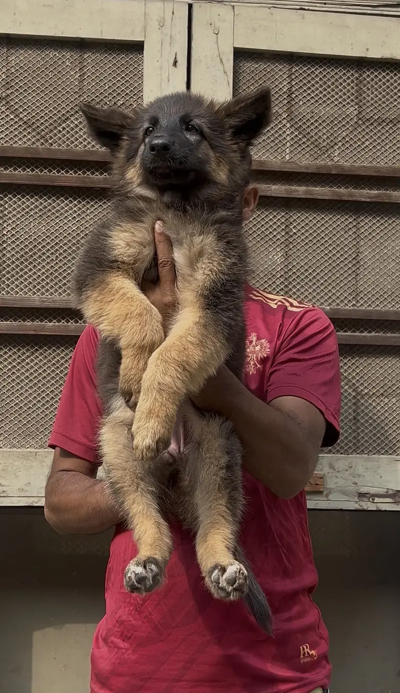 German shepherd pair — photo 3