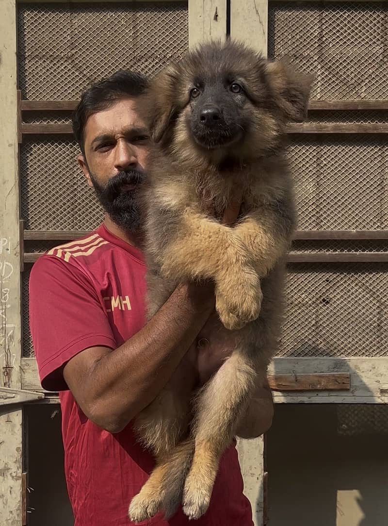 German shepherd pair 3
