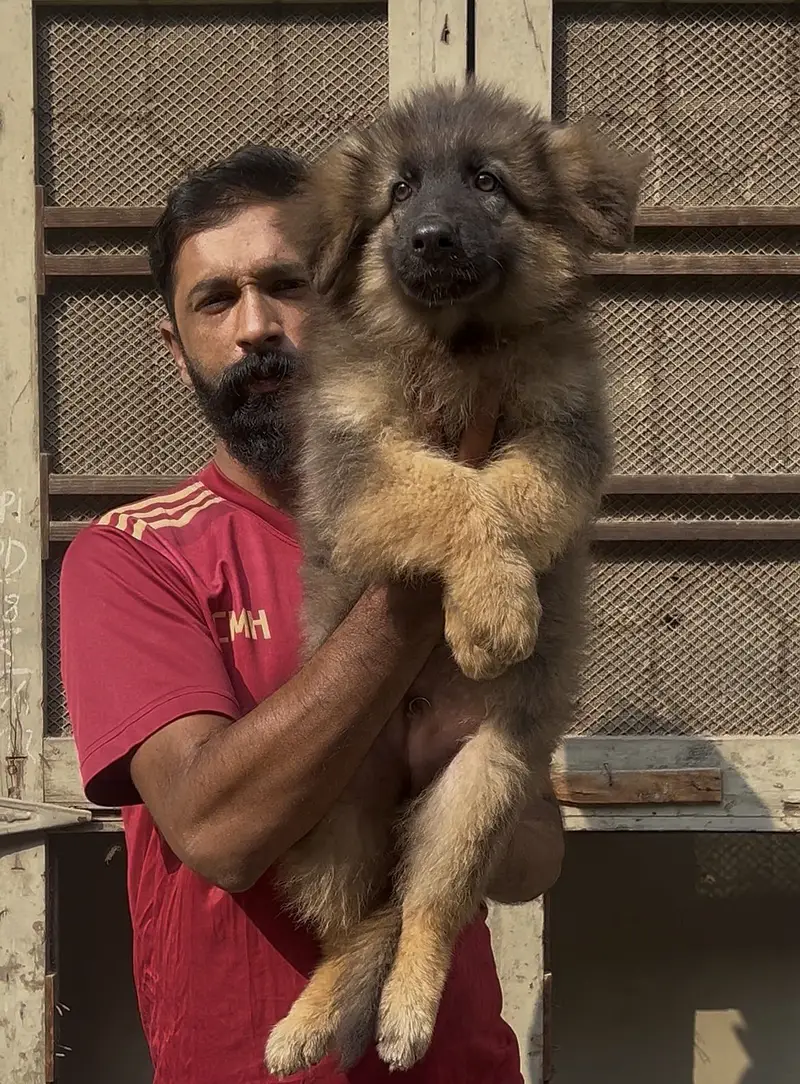 German shepherd pair — photo 4