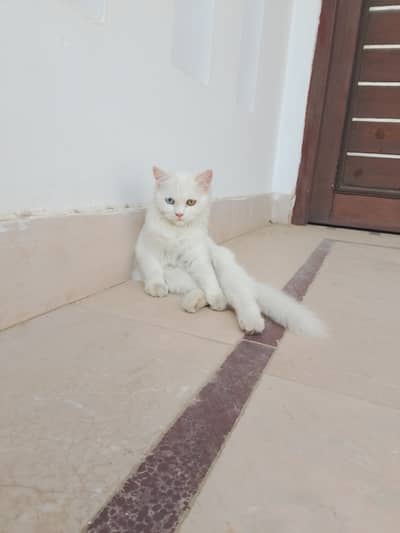 Persian kitten Doll Face odd Eyes for sale