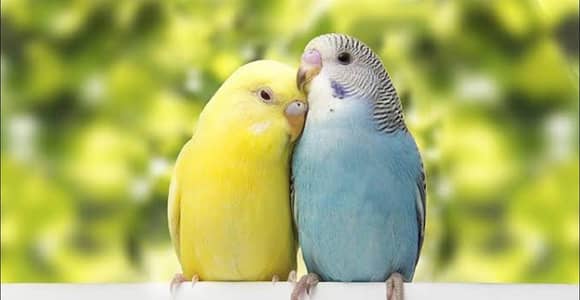 budgies