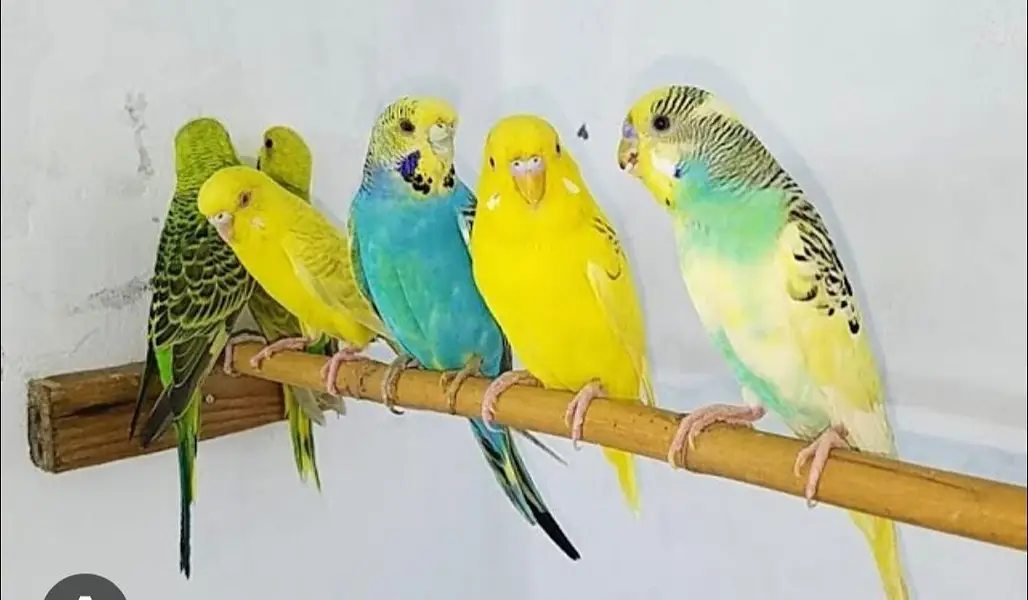 budgies — photo 2