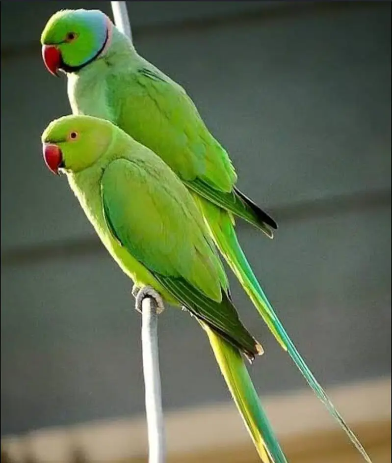 budgies — photo 3