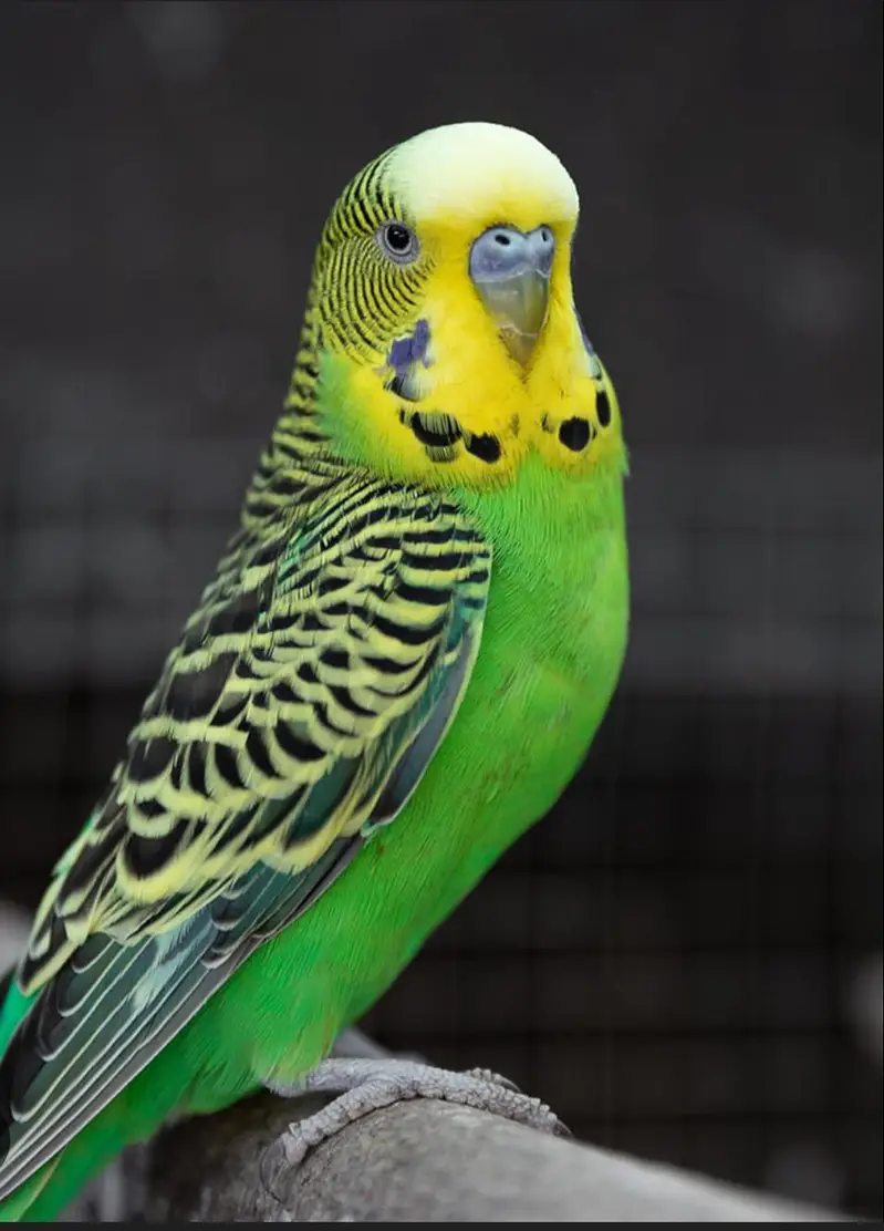 budgies — photo 6