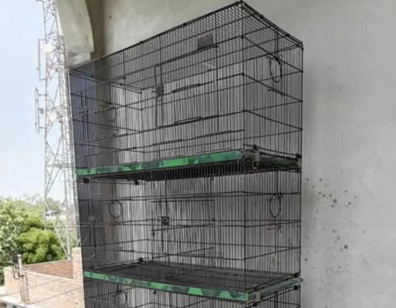 budgies — photo 7