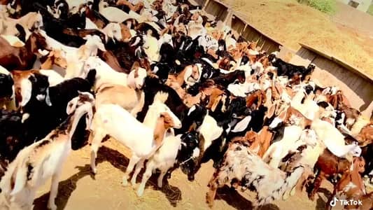 Qurbani, Sadqa aur Aqiqa ke liye khoobsurat sehatmand bakray