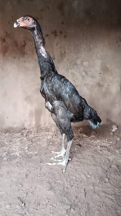 black oh Shamo pathi