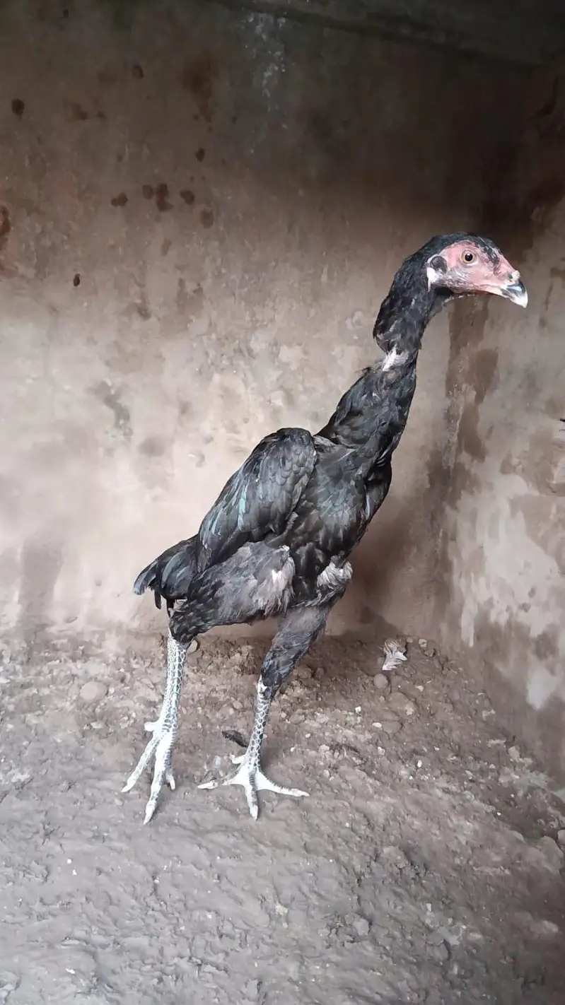 black oh Shamo pathi — photo 2