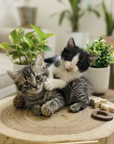 2 month old Persian kitten pair