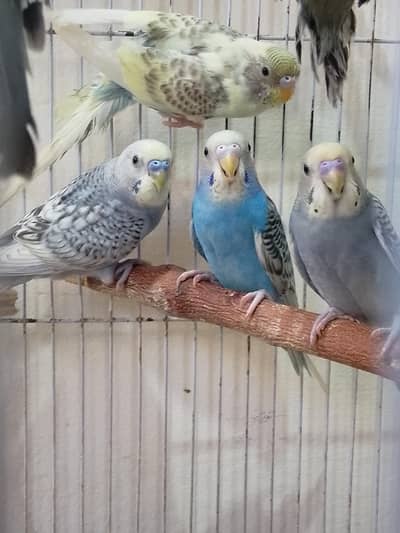 Healthy & colofull Budgies