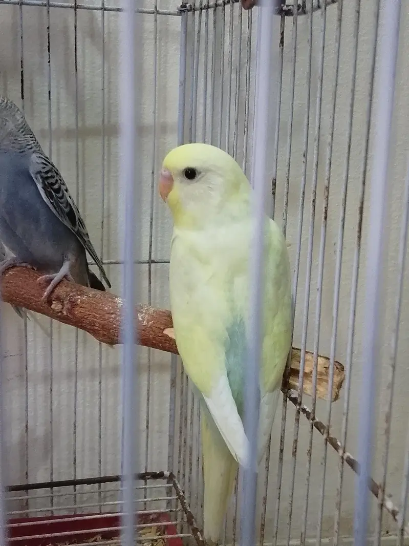 Healthy & colofull Budgies — photo 2