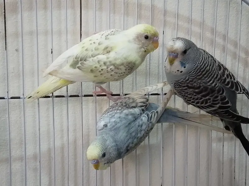 Healthy & colofull Budgies — photo 3