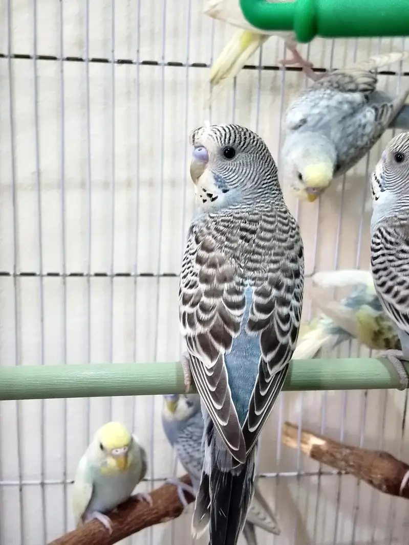 Healthy & colofull Budgies — photo 4