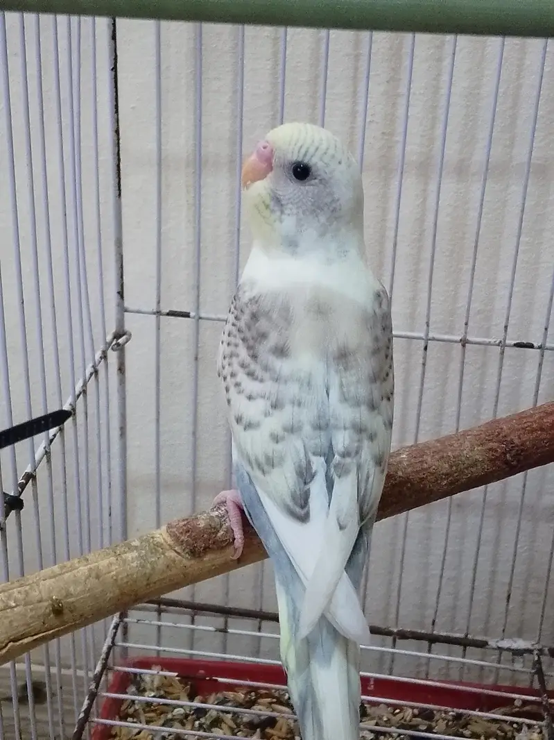 Healthy & colofull Budgies — photo 5