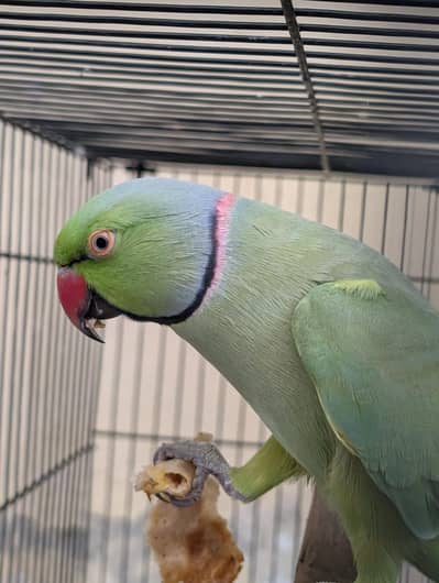 parrot for sale