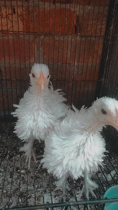 Frizzle Bantam Trio Set