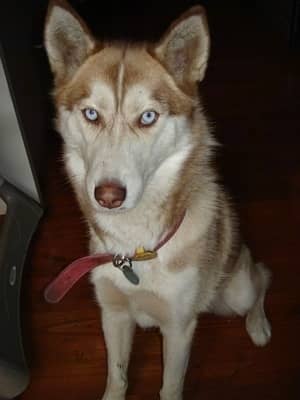 Husky feamle | odd eyes Husky female | Siberian Husky puppy /blue eyes