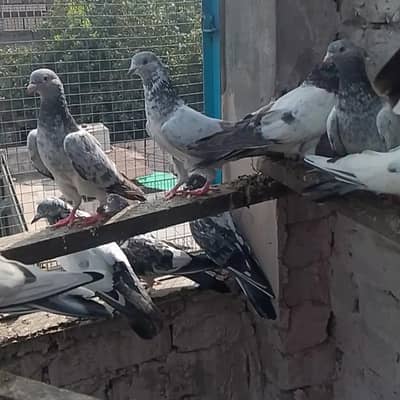 breedar set up for sale  total aak Sath sale karny han