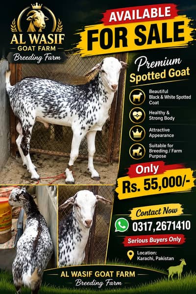 tedda breeder and punjab path urgent for sell